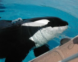 Bestselling Author Blows Lid Off SeaWorld