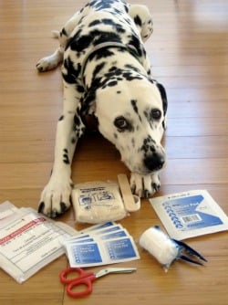 Create Your Own Canine First Aid Kit | PETA