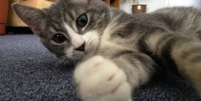 Reduce Your Animal Companion’s ‘Carbon Pawprint’