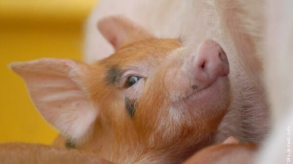 How to Roast a Pig