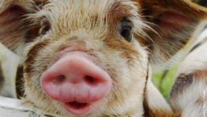 Pledge to Go Vegan!