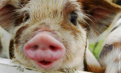 Pledge to Go Vegan!