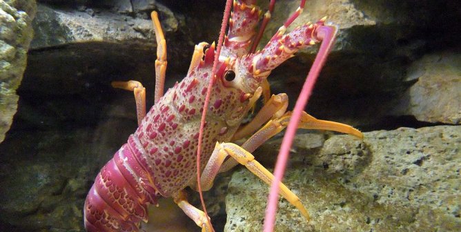 14 Facts Lobsters Everywhere Want You to Know
