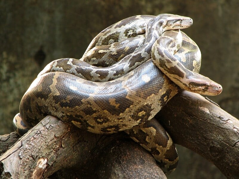 PICS: Multiple snakes 'playing dead' captured from properties