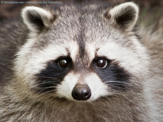 raccoon7.jpg