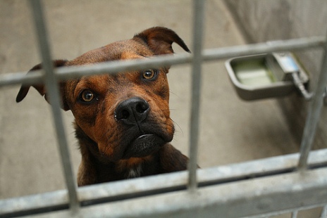 dog shelter