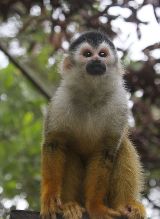 NASA’s Cruel Monkey Experiments Canceled?