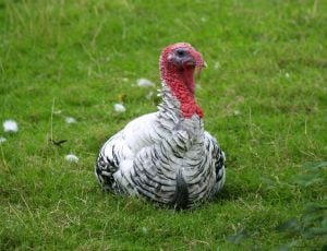 Wild Turkey