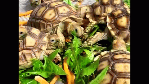 turtles-eating