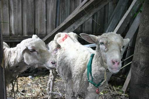 Emaciated Sheep
