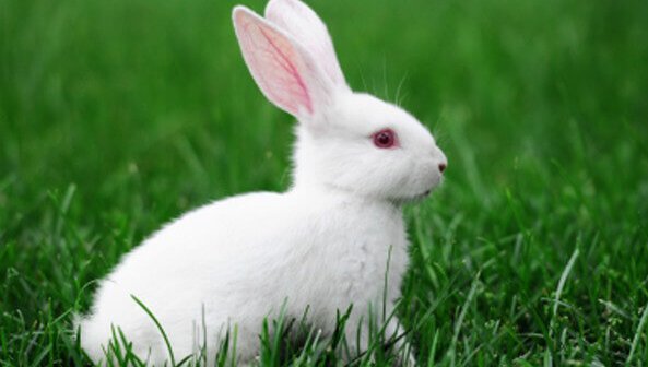 Featured Cruelty-Free Company: John Paul Mitchell Systems