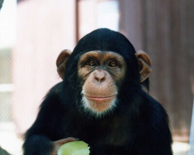 Happy_2D00_Chimpanzee_2D00_Eating_2D00_an_2D00_Apple_2D00_400x593.jpg