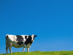 cow_2D00_blue_2D00_sky.jpg