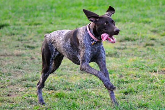 Keeping Your Pooch Safe in the Garden