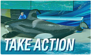 Take Action Orca