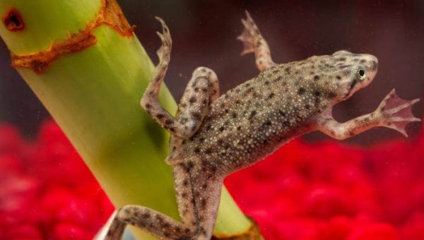 Frogs in Tiny Boxes: Demand That Ace Hardware Stop Selling Them!