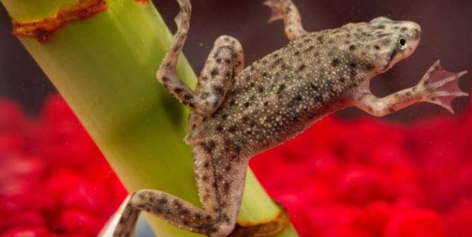 Frogs in Tiny Boxes: Demand That Ace Hardware Stop Selling Them!