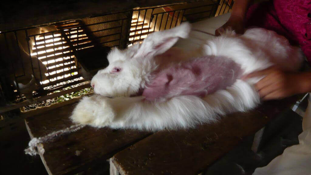 Angora rabbit fur plucking