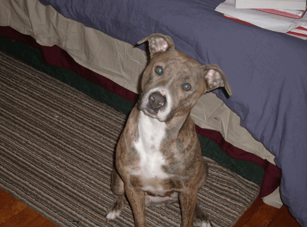 Blue the Pit Bull