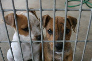 Dogs Behind Bars