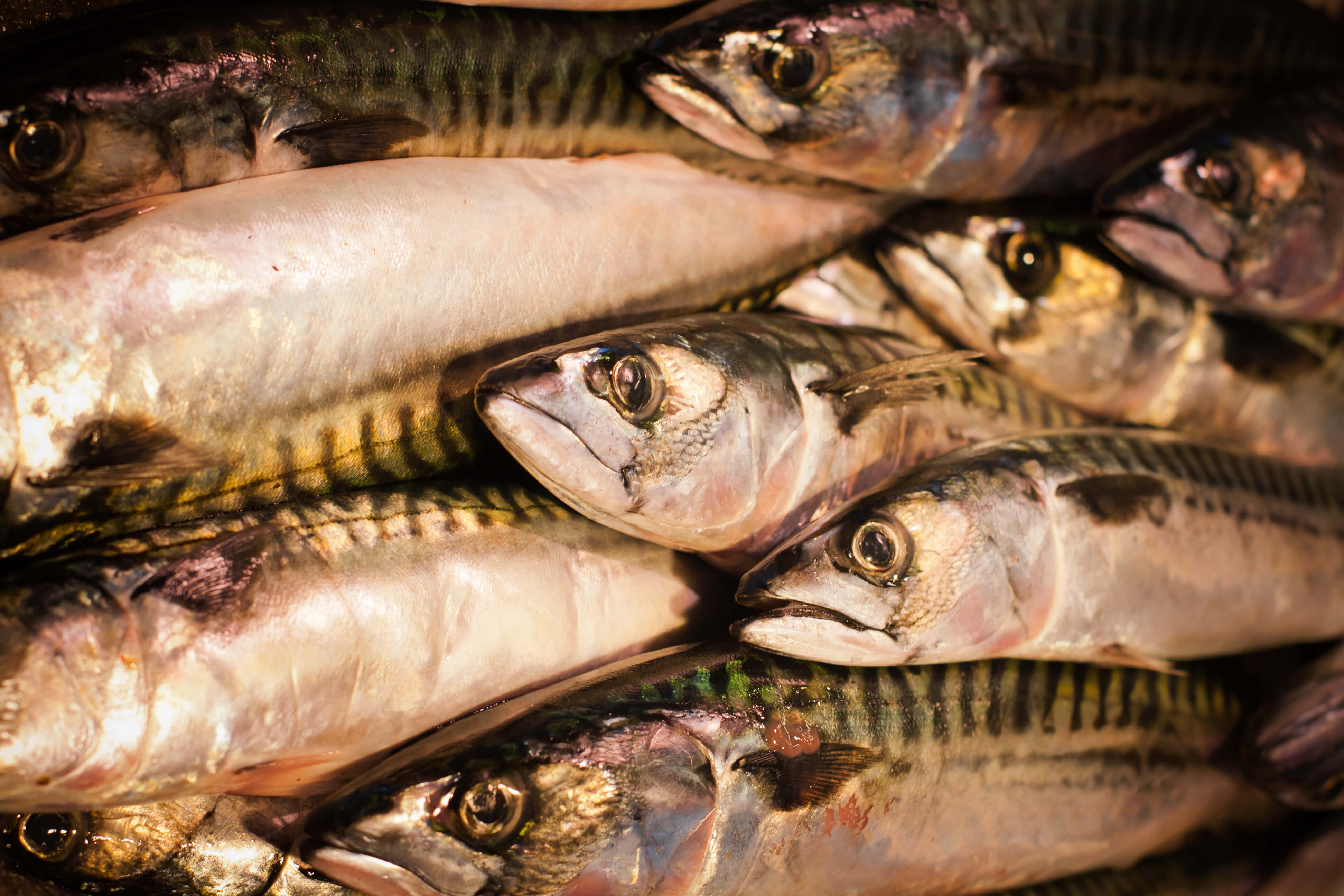 Getting Personal With Anglers