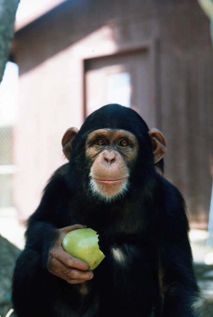 Happy Chimpanzee Eating an Apple