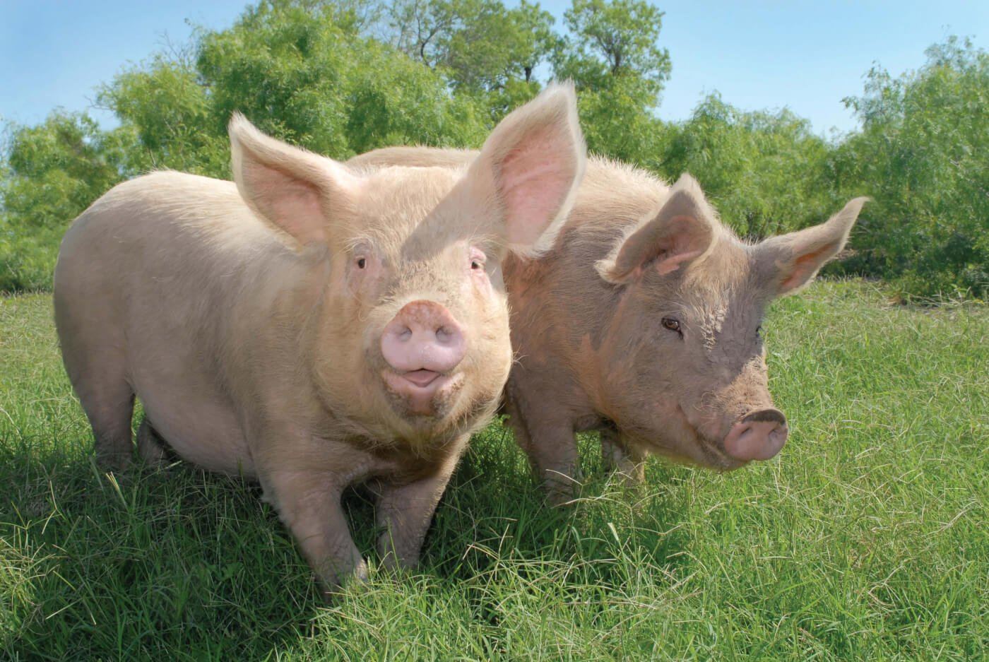 [Image: Happy-Pigs-from-Rescued-Calendar.jpg]