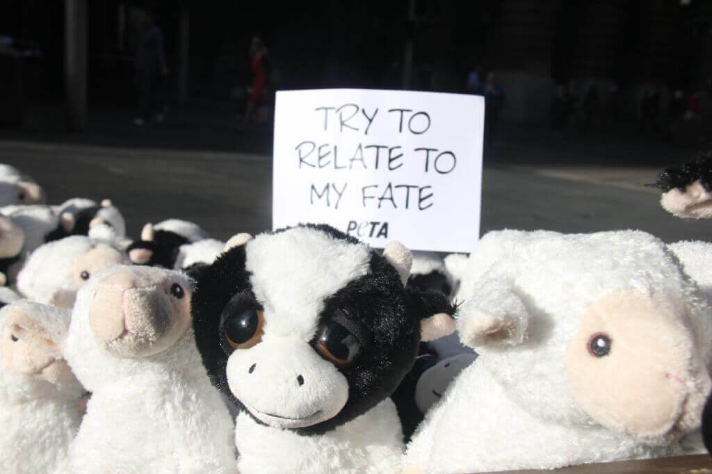 Live Export Stuffed Animals