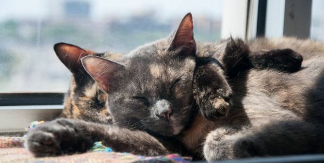 Cat vs. Spouse: Who’s the Better Partner?