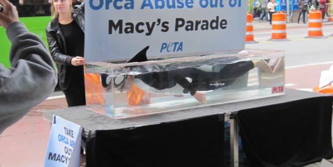 ‘Orcas’ Rain on SeaWorld’s Parade