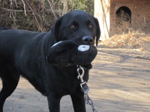 Black dog Smokie with CAP Toy