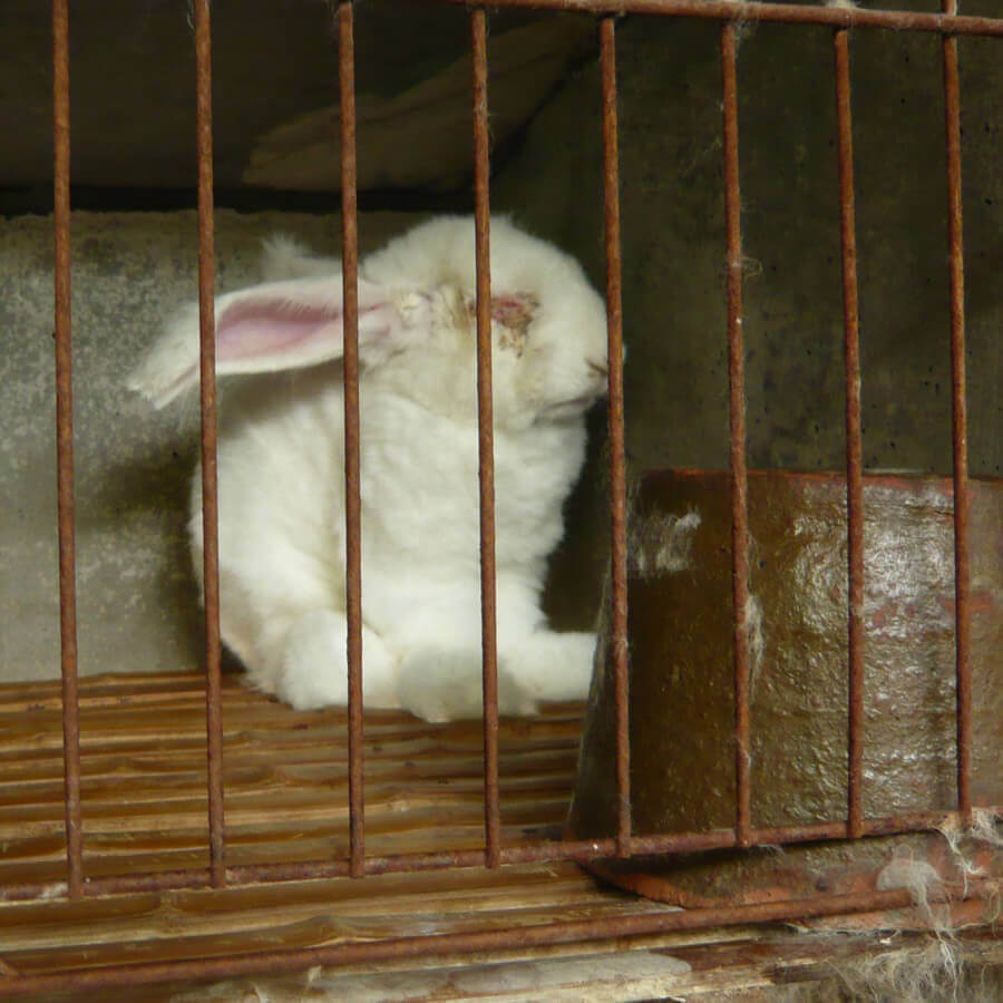 angora rabbit