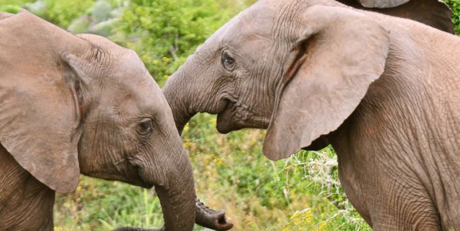 Compassion, Next Exit: The Best Roadside Stops for the Animal Lover