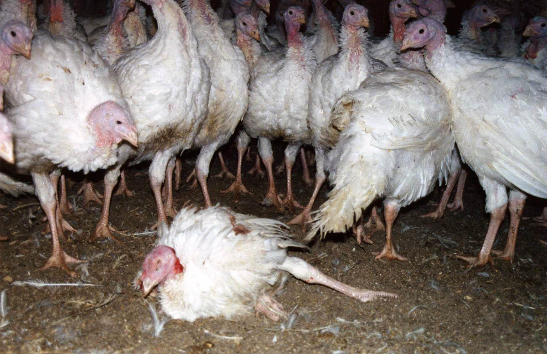 How Many Turkeys Are Eaten on Thanksgiving?