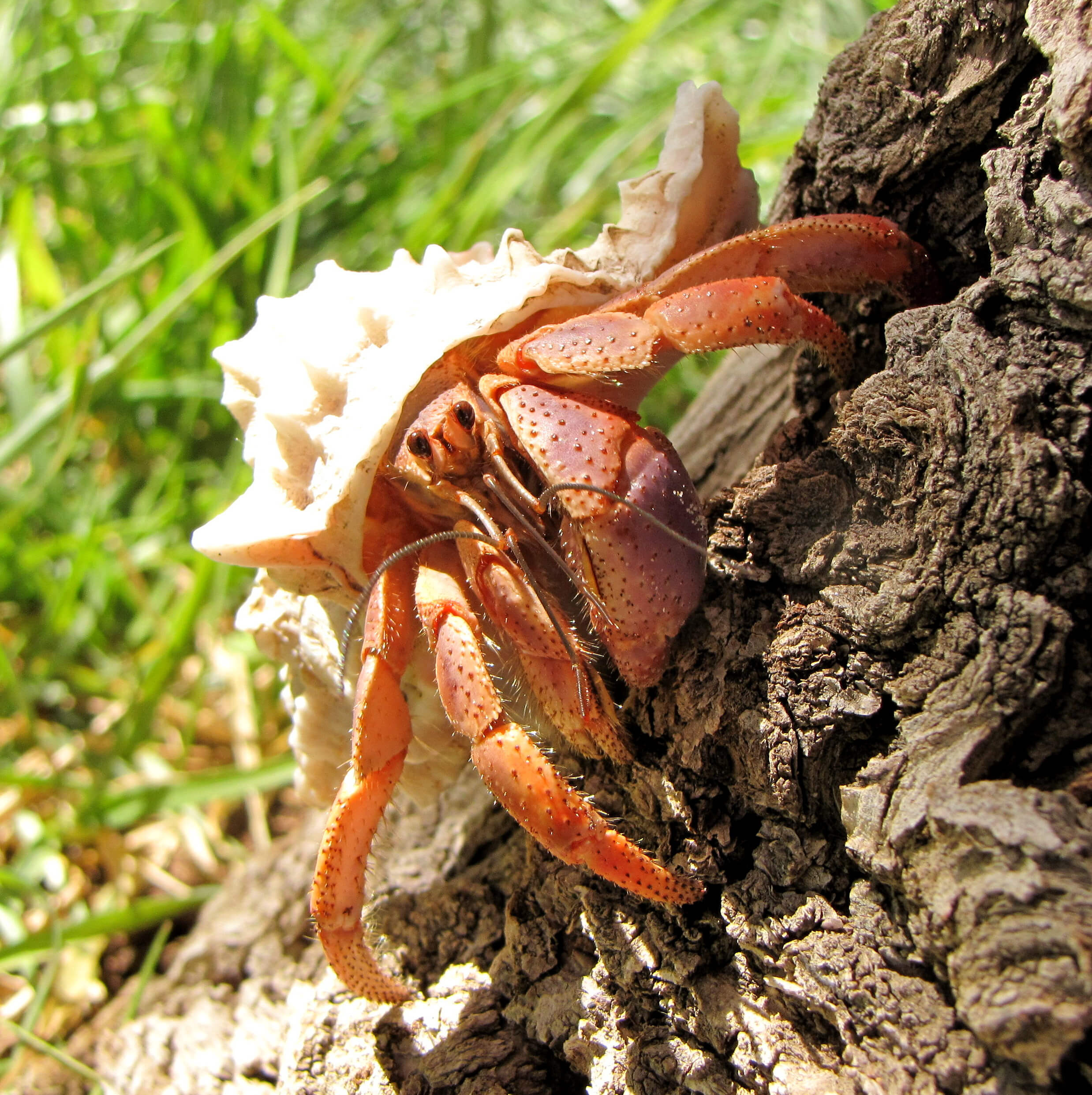 17 Reasons Why Crabs Are Cooler Than You Thought