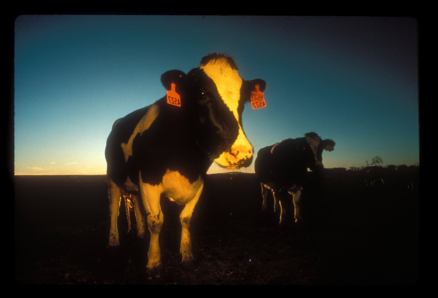 The Video That Will Change People's Minds About Cows | PETA