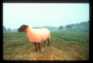 White Sheep Portrait on Grass