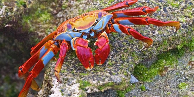 17 Reasons Why Crabs Are Cooler Than You Thought