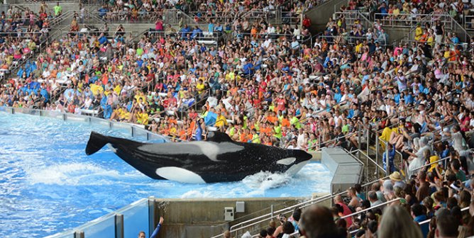 Celebrities React to Tilikum’s Death—Read Their Posts