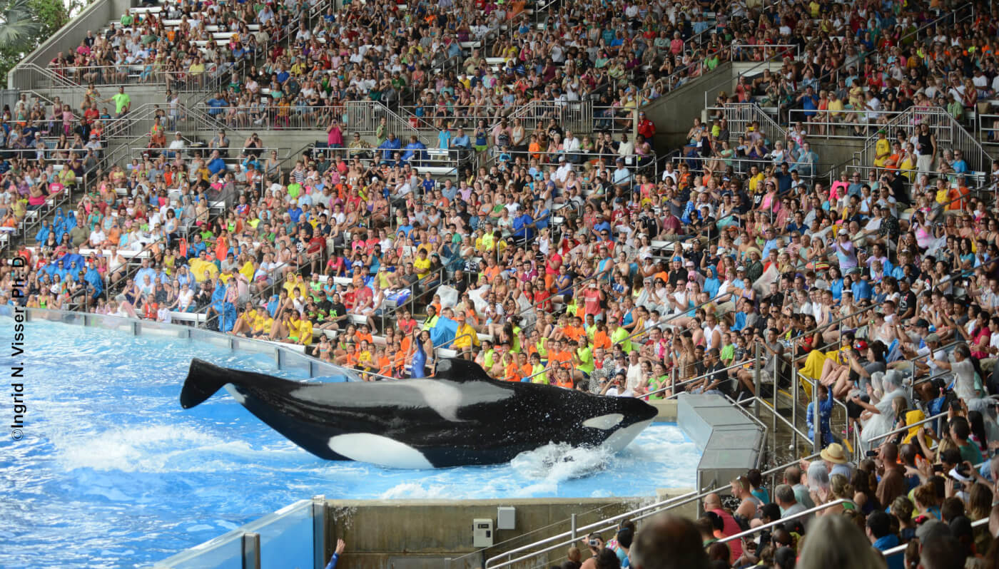 Celebrate ‘The Day of the Dead’ by Remembering Tilikum, Betty, and Others Who Died at Marine Parks