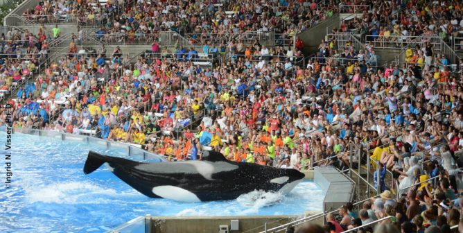 Tilikum, subject of the film Blackfish, at SeaWorld in 2013