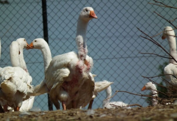 Plucked Geese Outside