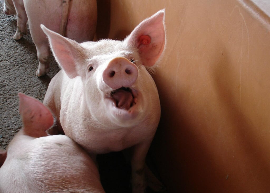 Happy pig