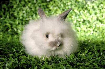 Angora Rabbit on grass