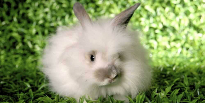 Hoppy Holidays for Rabbits! More Than a Dozen Retailers Ban Angora Wool