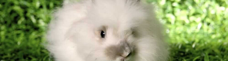 brands banned angora