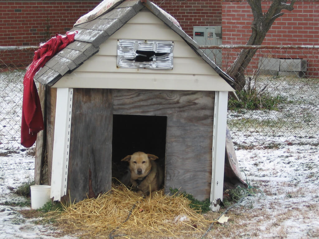 Chained Dog in Dilapidated Doghouse (with new straw from straw delivery)