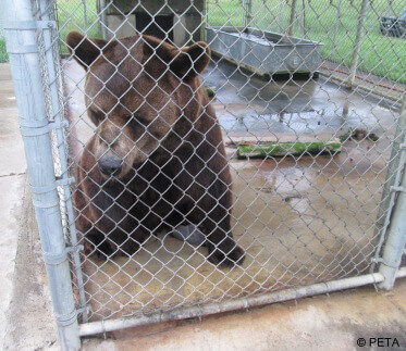 Ben the Bear
