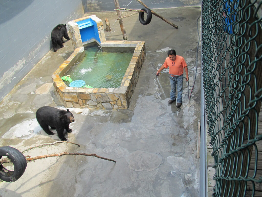 Captive Bears in zoo in Cherokee