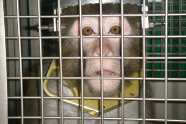 Frick Monkey In Lab